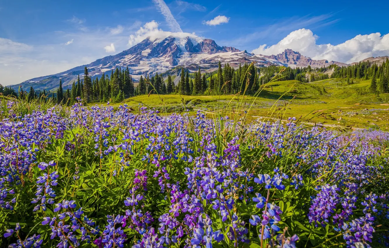 Photo wallpaper field, flowers, mountains, lupins