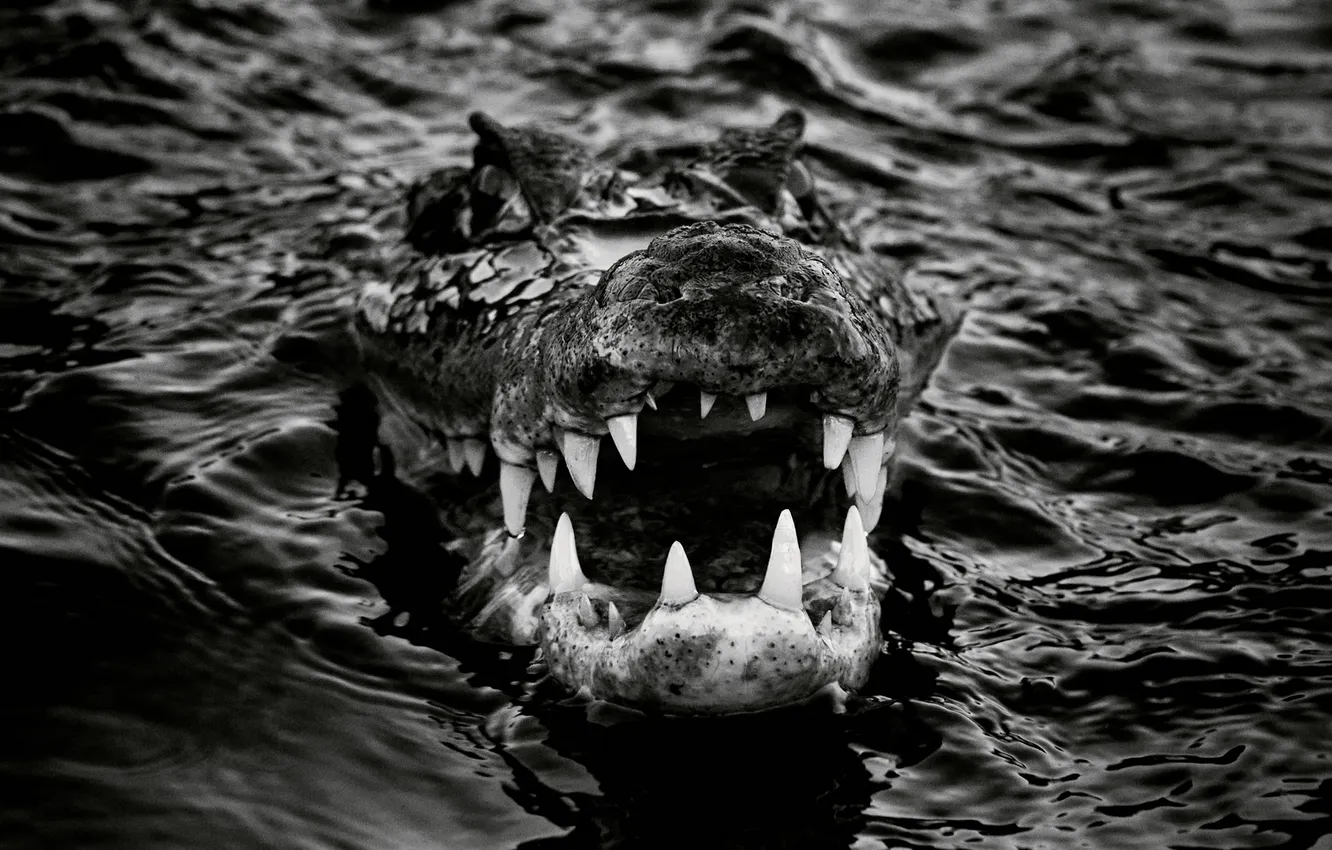 Photo wallpaper water, crocodile, teeth