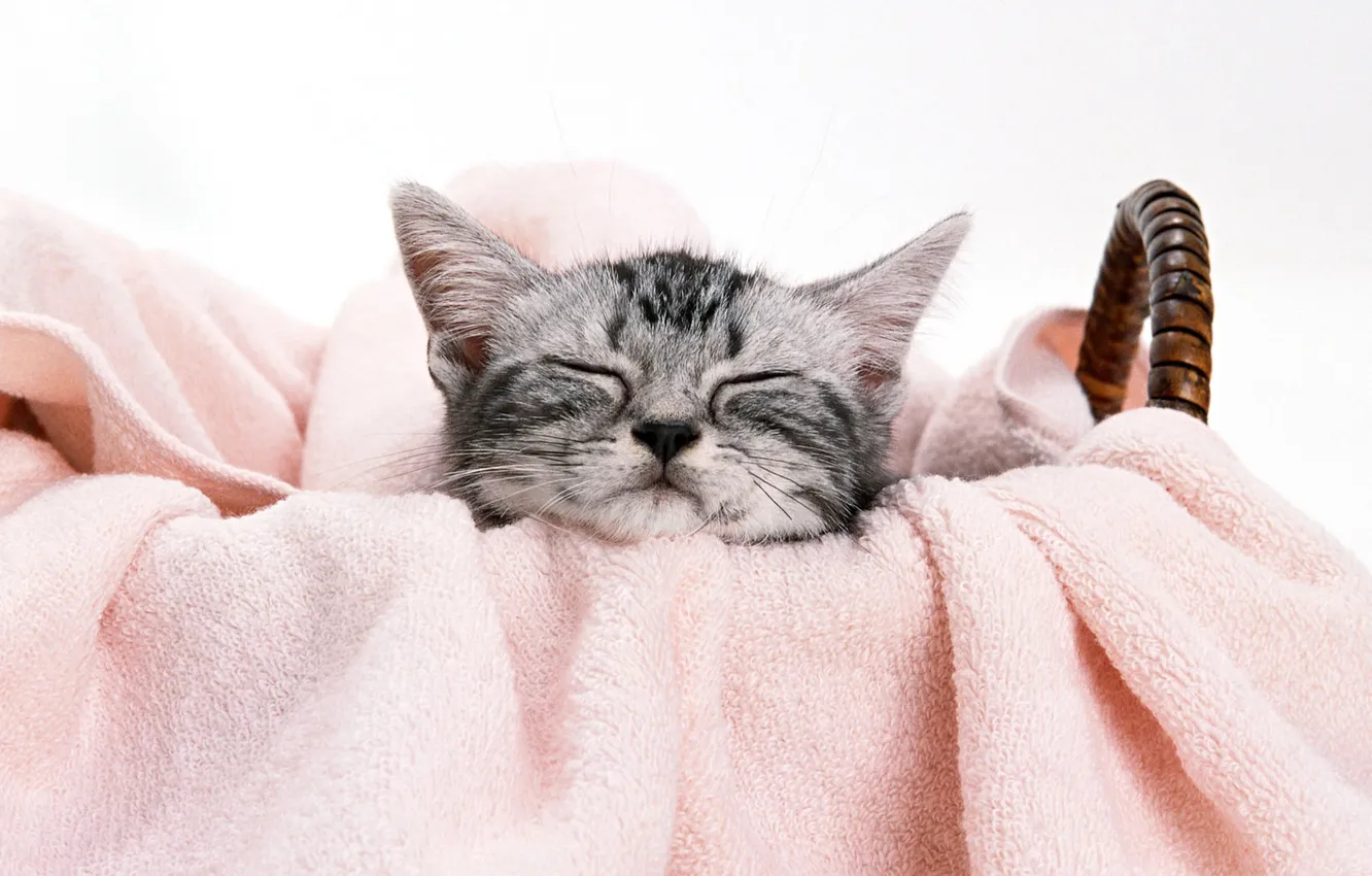 Photo wallpaper basket, muzzle, kitty