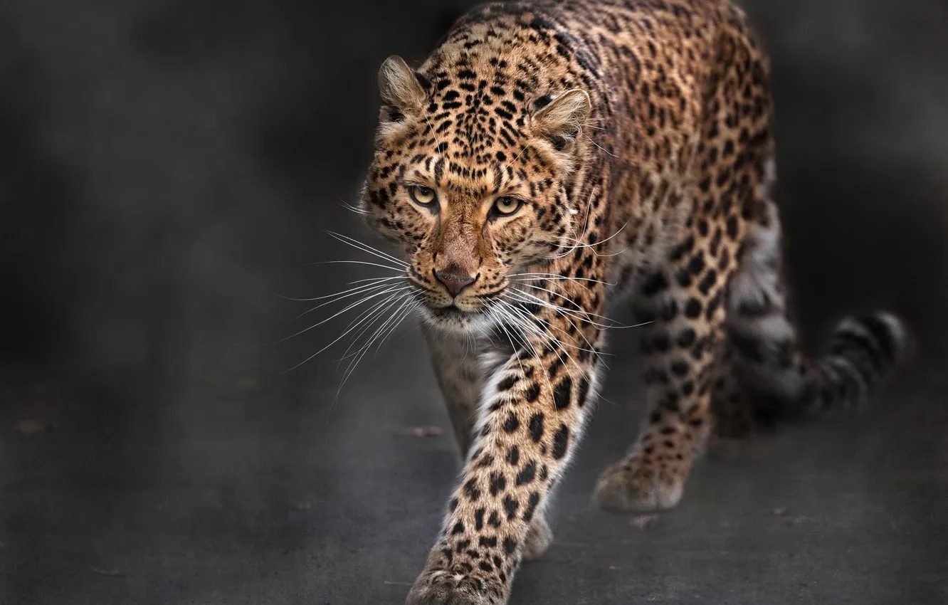 Photo wallpaper Leopard, predator, big cat