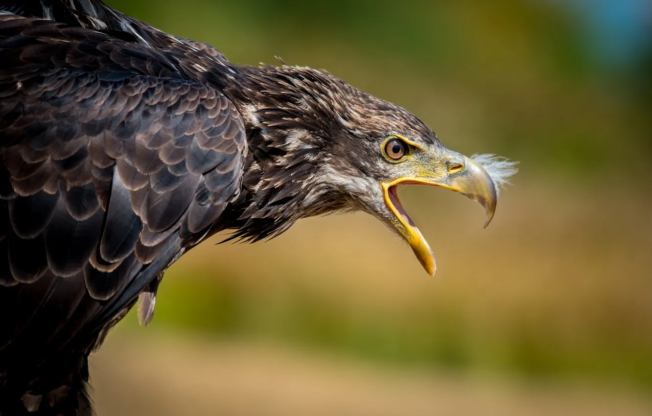 Photo wallpaper background, bird, eagle, beak
