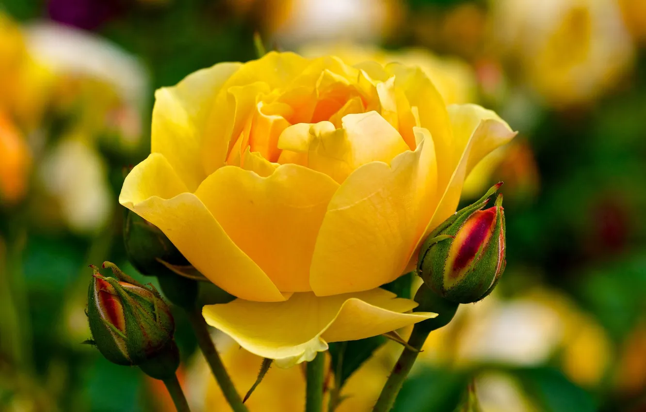Photo wallpaper macro, yellow, roses