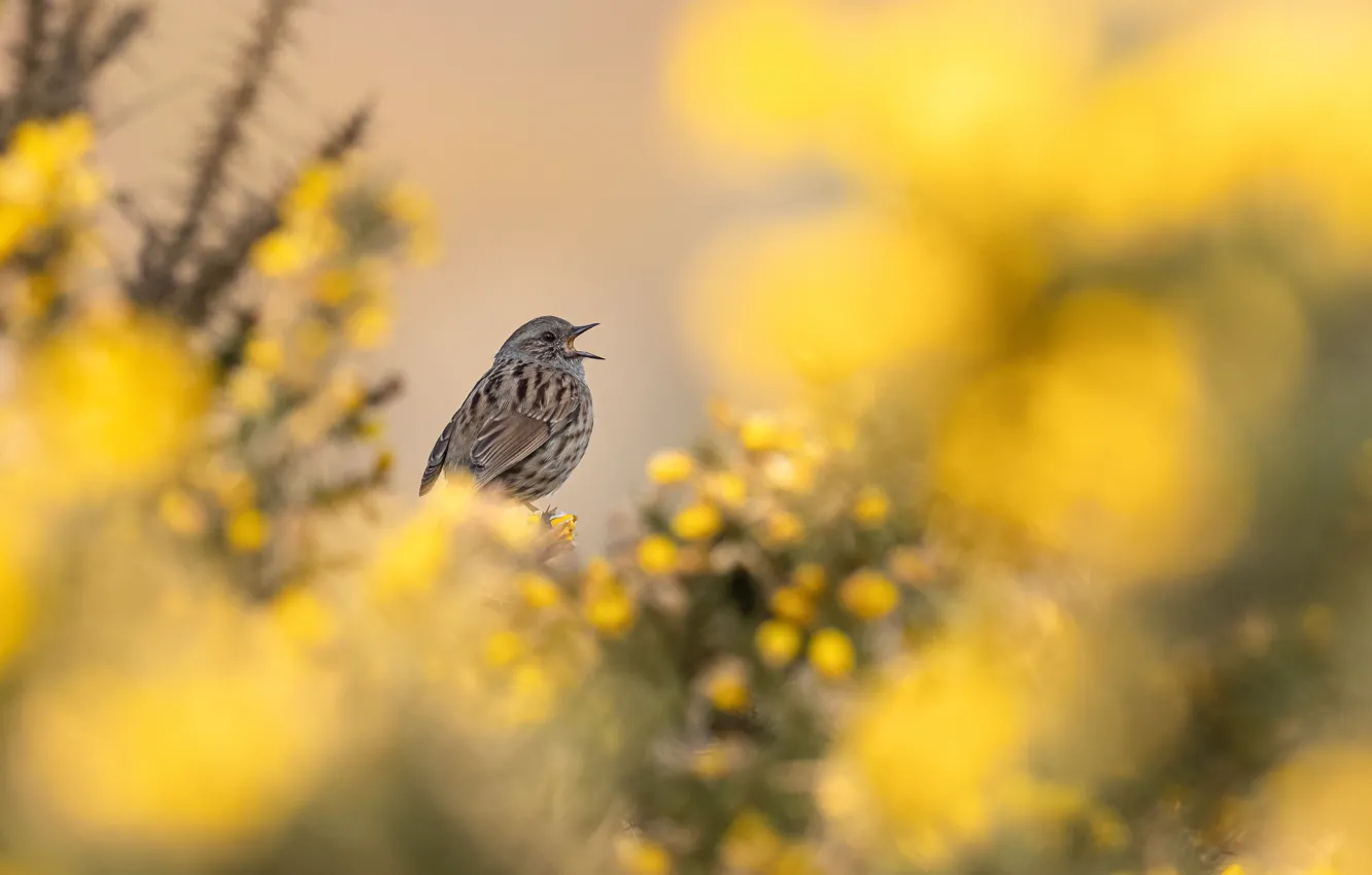 Photo wallpaper flowers, yellow, nature, bird, bokeh, Dunnock