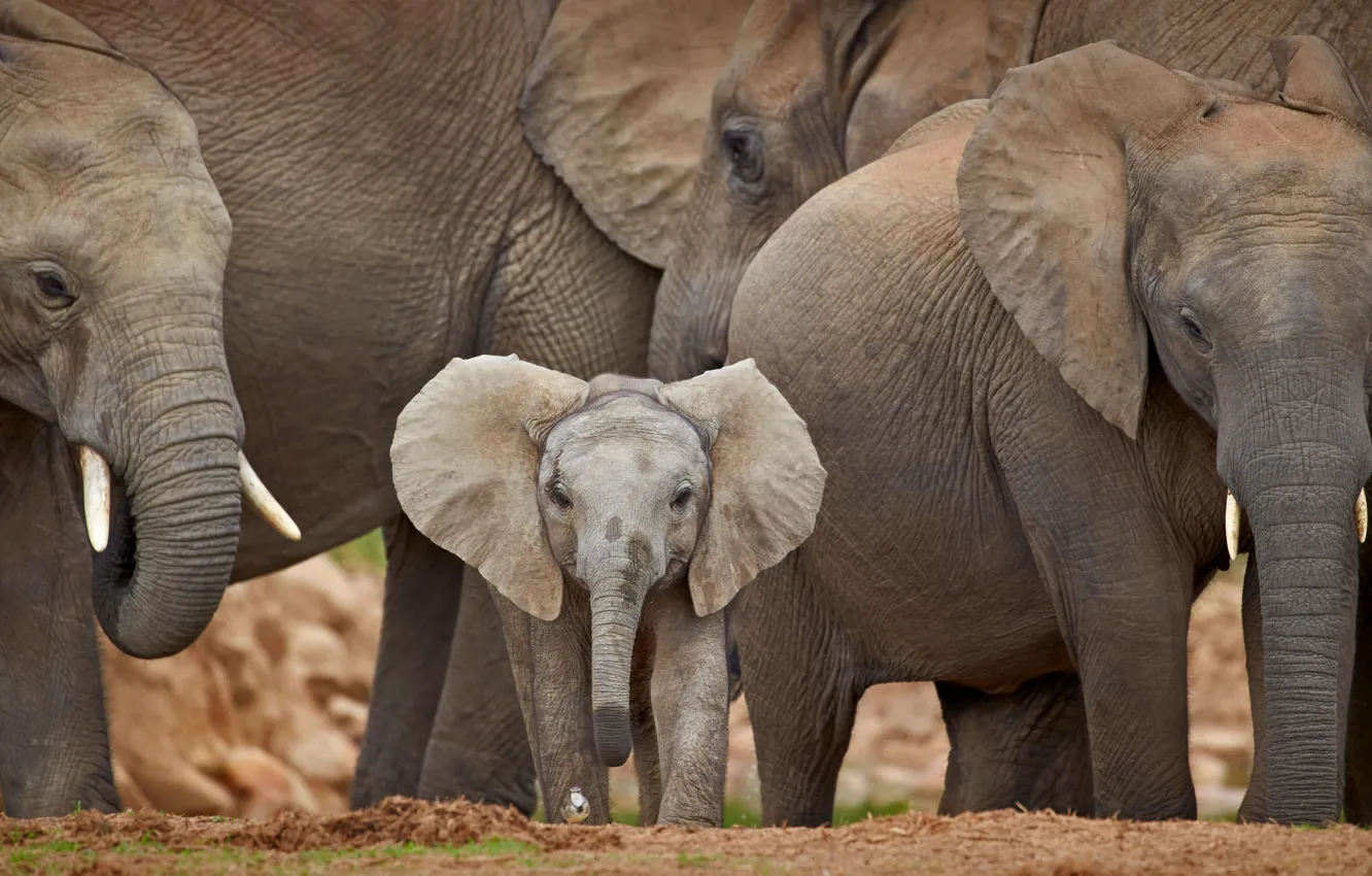 Photo wallpaper elephant, Africa, South Africa, the herd, elephant, Addo Elephant National Park