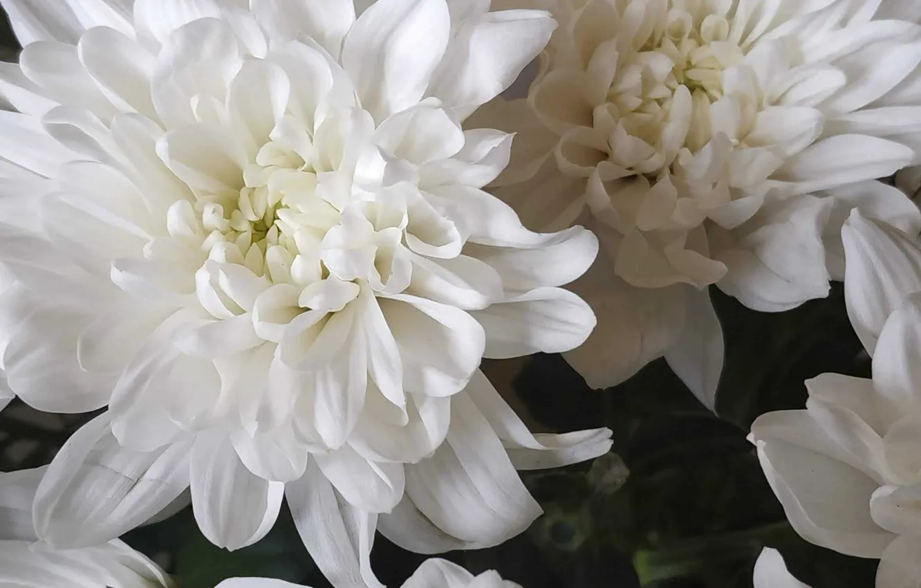 Photo wallpaper flowers, beauty, chrysanthemum