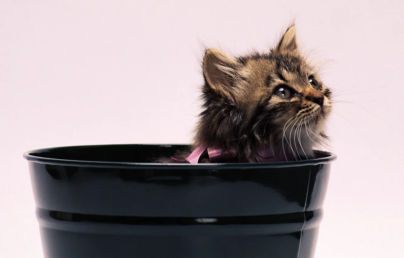 Photo wallpaper kitty, bow, bucket