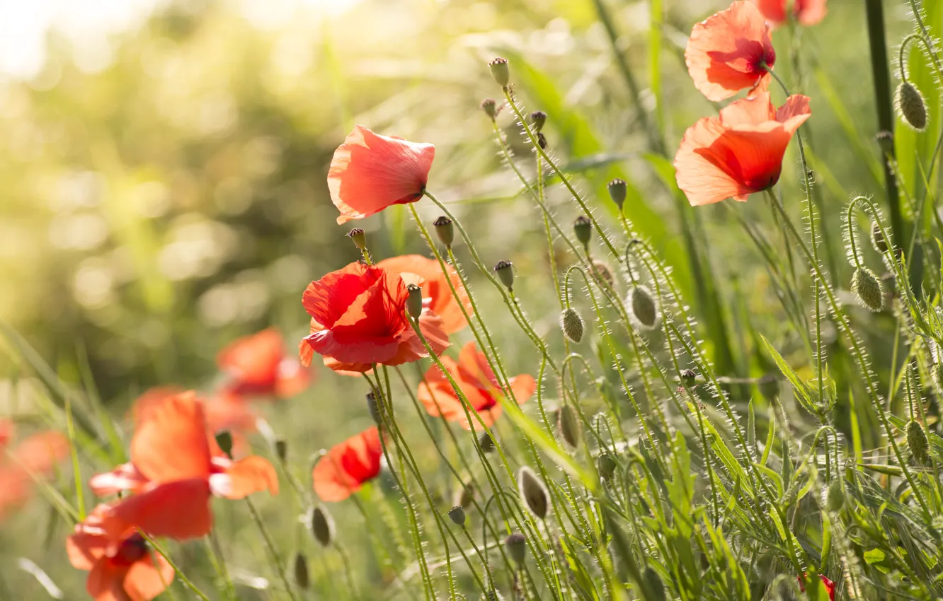 Photo wallpaper red, flowers, light, glade, bokeh, Maki, summer, buds