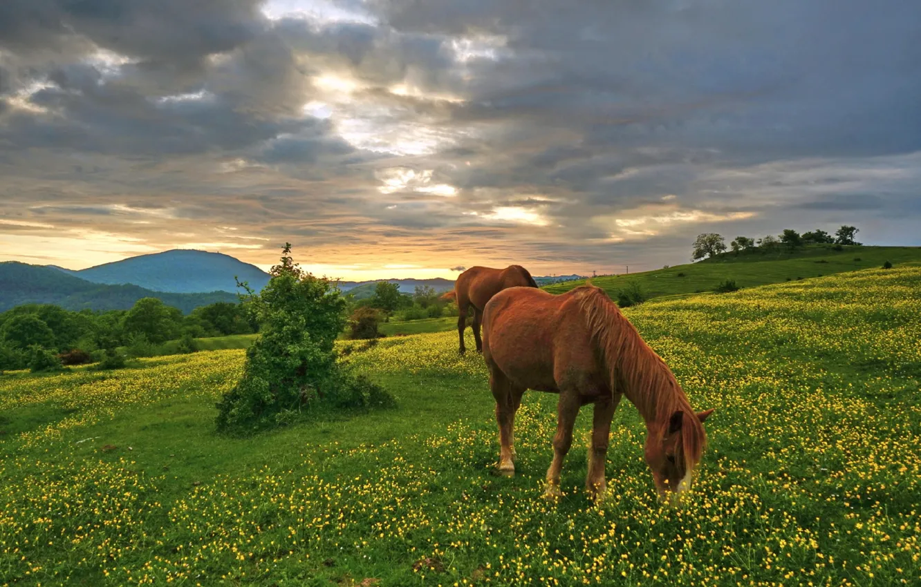 Photo wallpaper the sky, flowers, hills, horse, meadow
