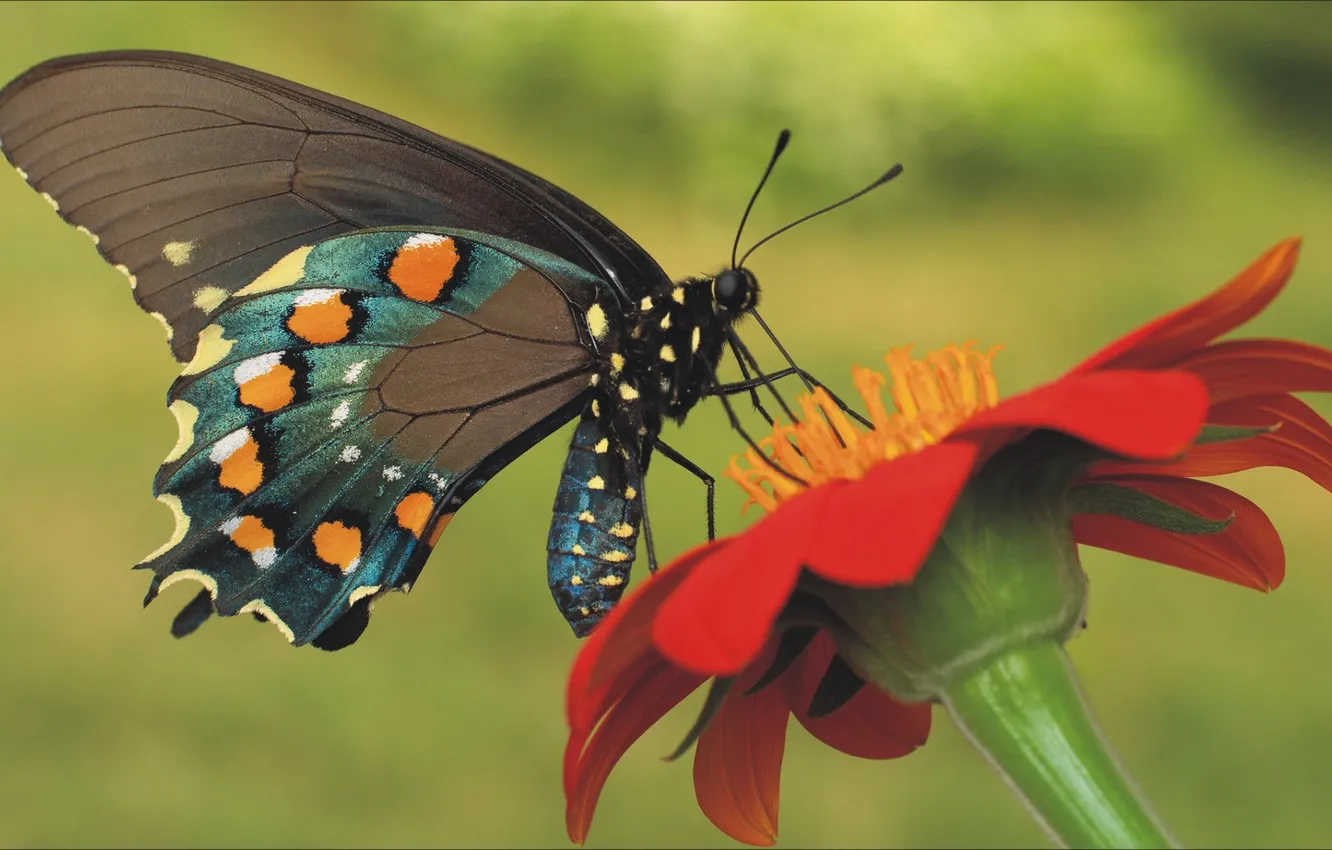 Photo wallpaper flowers, nature, butterfly, insect, flower, nature, animal, spring