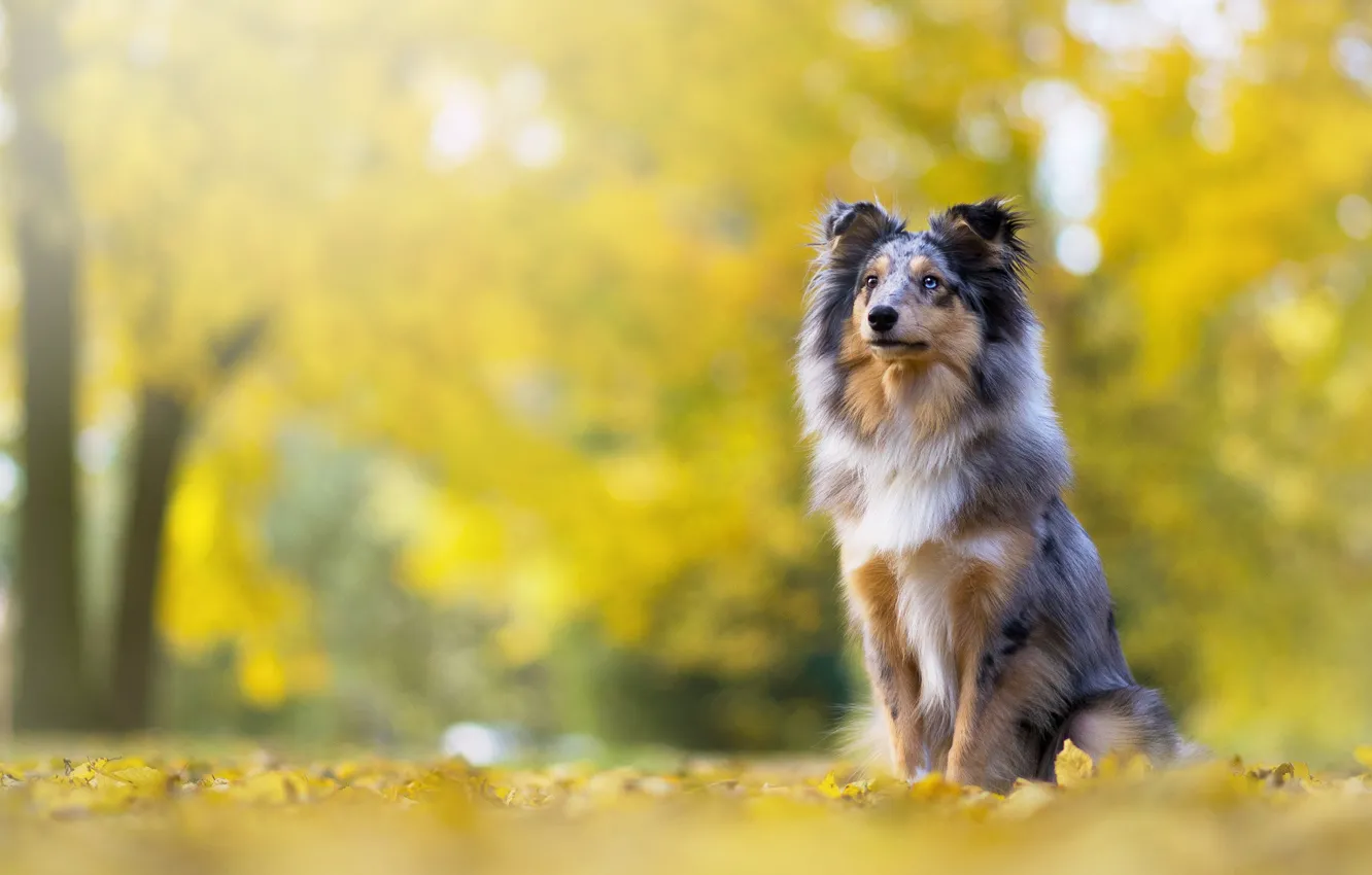 Photo wallpaper autumn, look, face, pose, Park, foliage, dog, puppy
