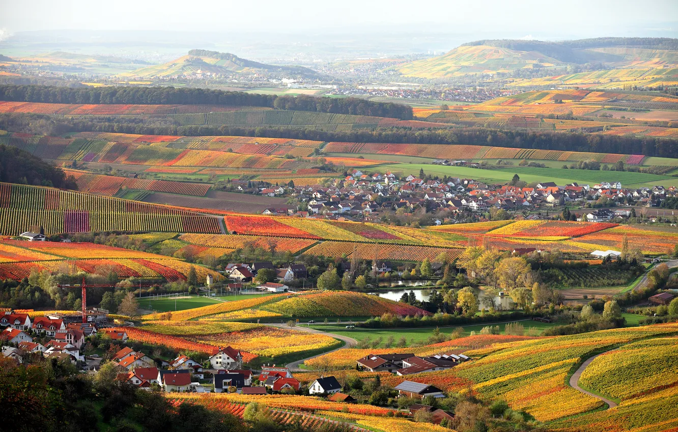 Photo wallpaper field, autumn, the sky, grapes