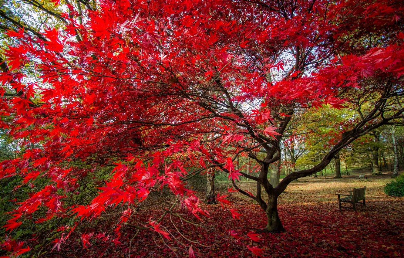 Photo wallpaper autumn, leaves, Park, tree, bench, the crimson