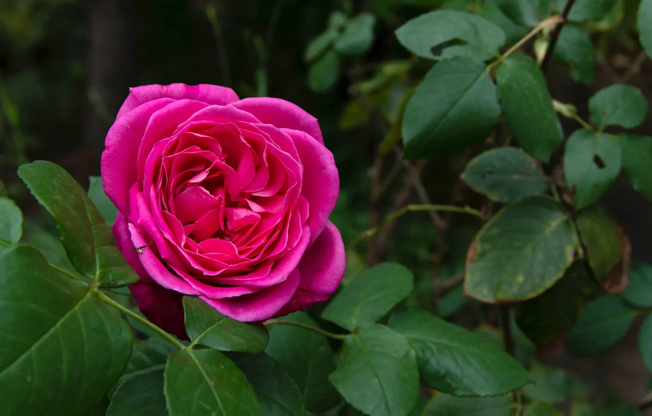 Photo wallpaper Rose, Rose, Pink rose, Pink rose