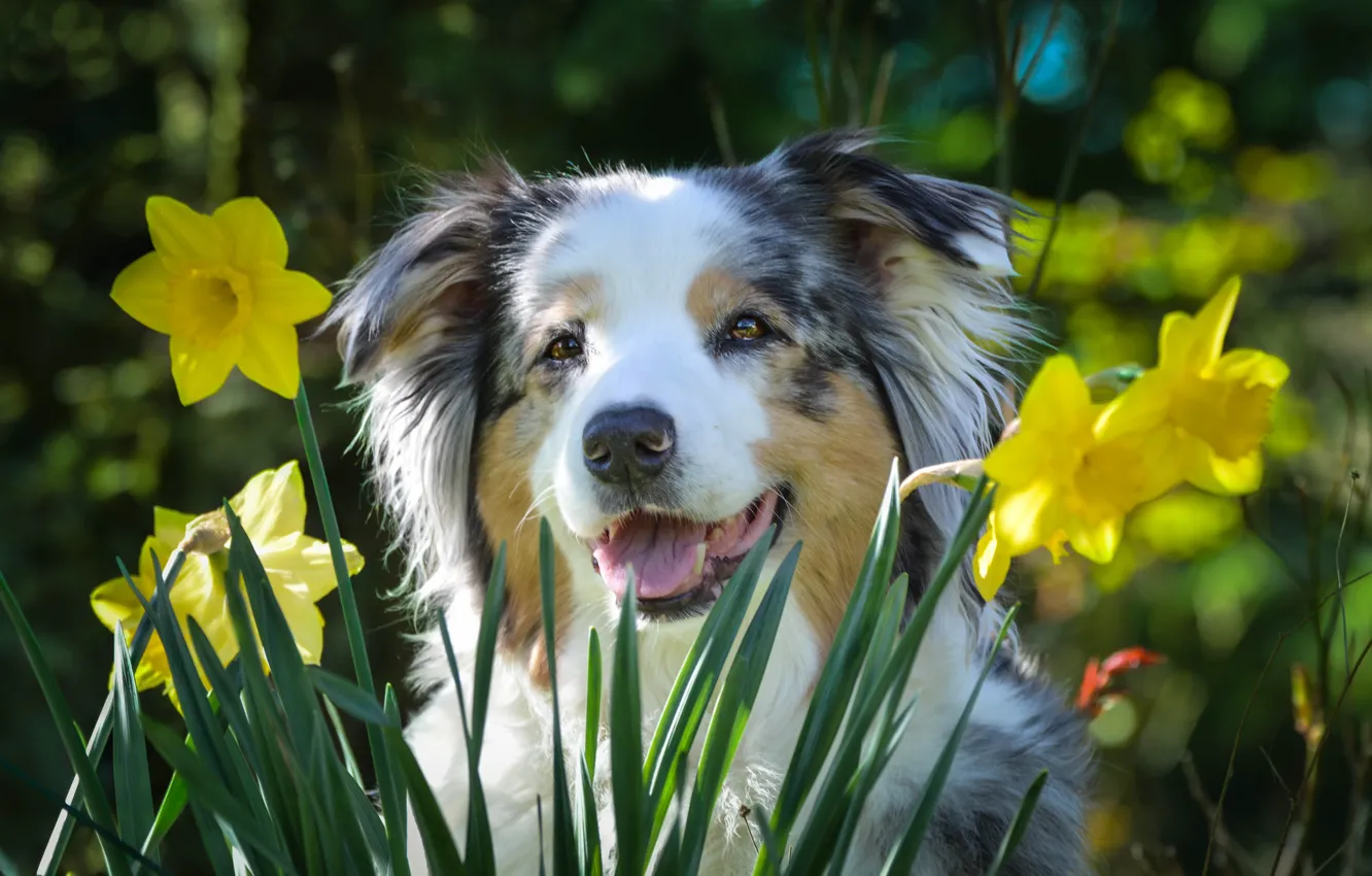 Photo wallpaper daffodils, dog, happy