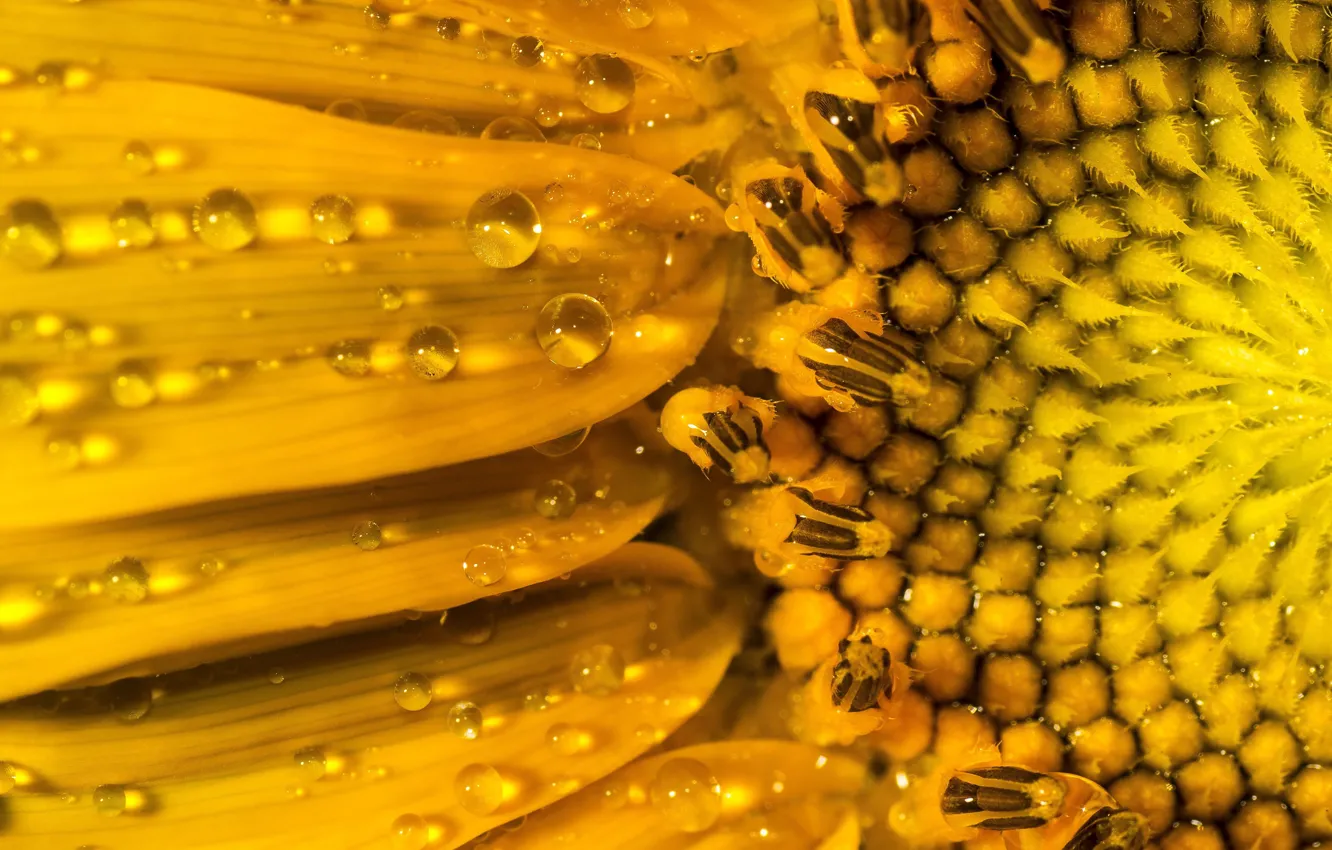 Photo wallpaper drops, macro, sunflowers, Rosa, petals, stamens, seeds