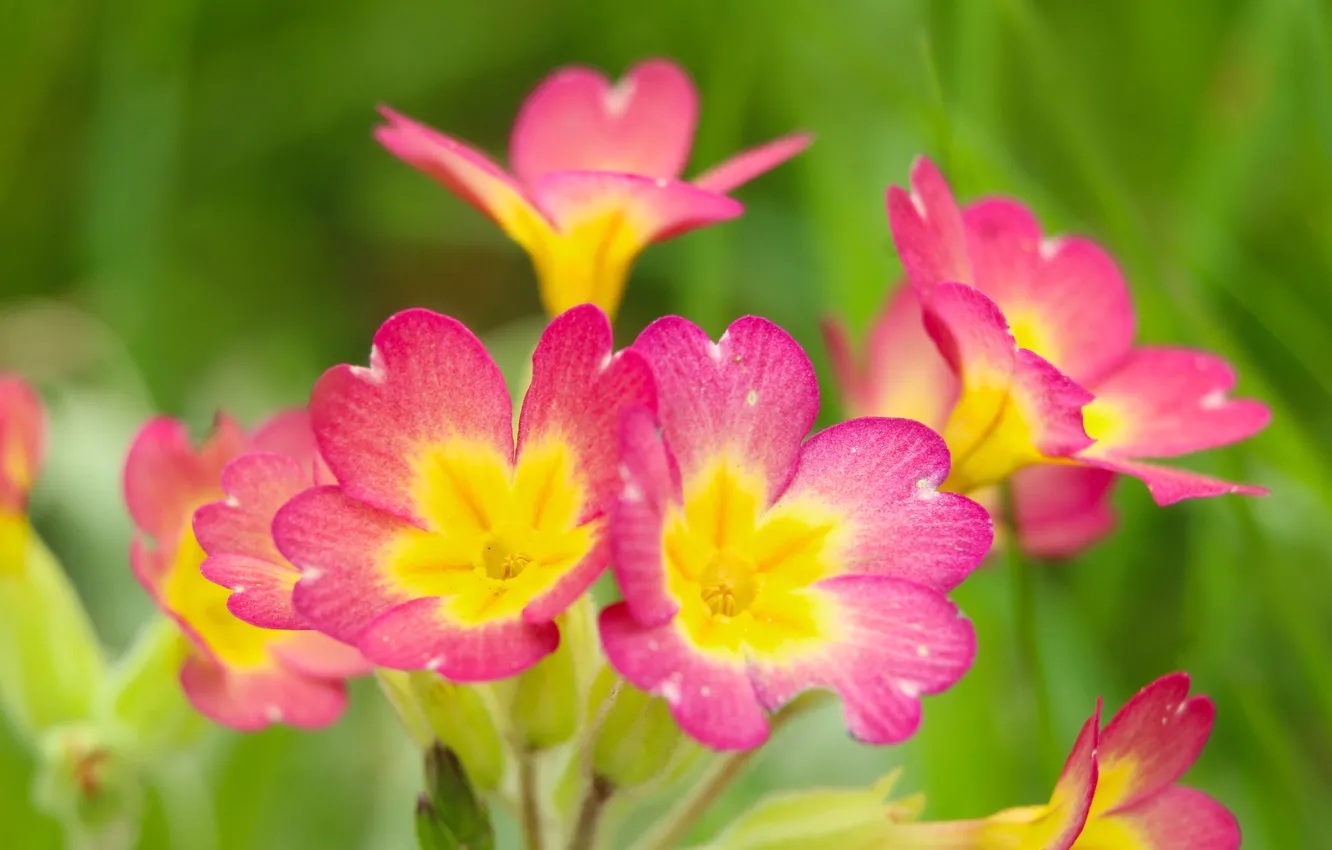 Photo wallpaper flowers, color, primroses