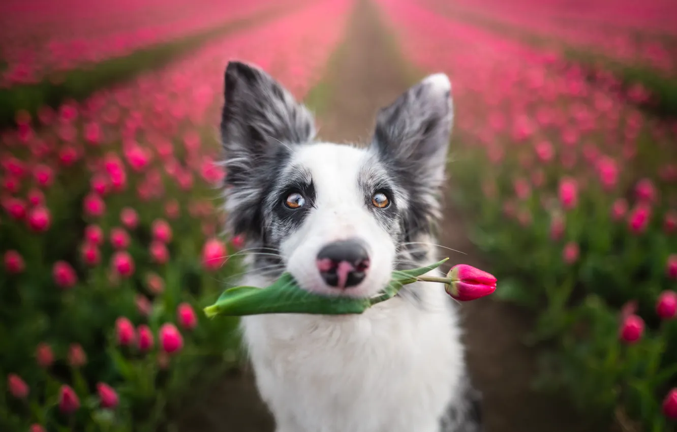 Photo wallpaper field, flowers, nature, dog, tulips, dog, the border collie