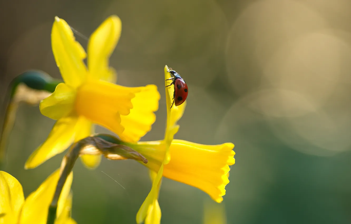 Photo wallpaper macro, flowers, nature, ladybug, beetle, spring, insect, daffodils