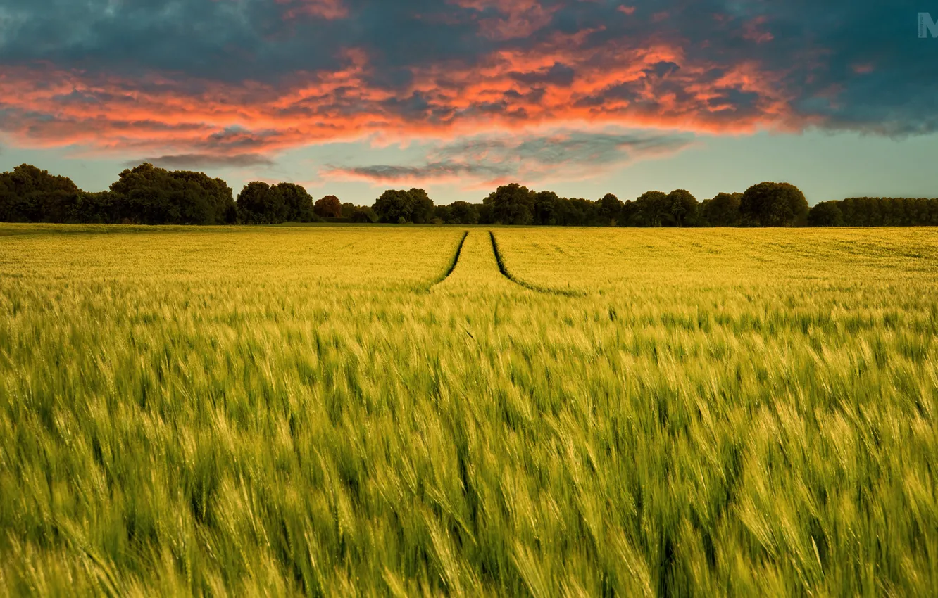Photo wallpaper road, field, the sky, trees, traces, nature, spring