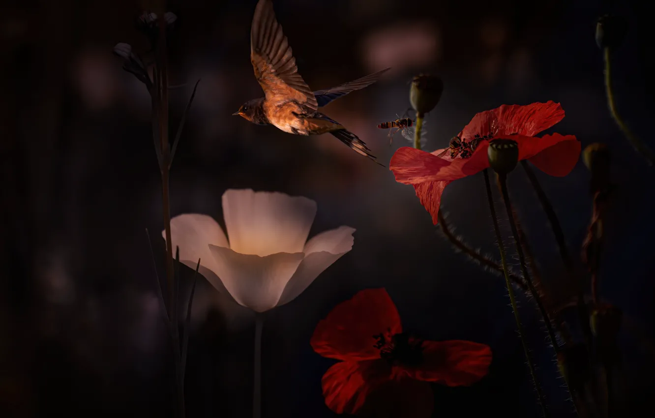 Photo wallpaper summer, flowers, the dark background, bird, Hummingbird, insect, photoart