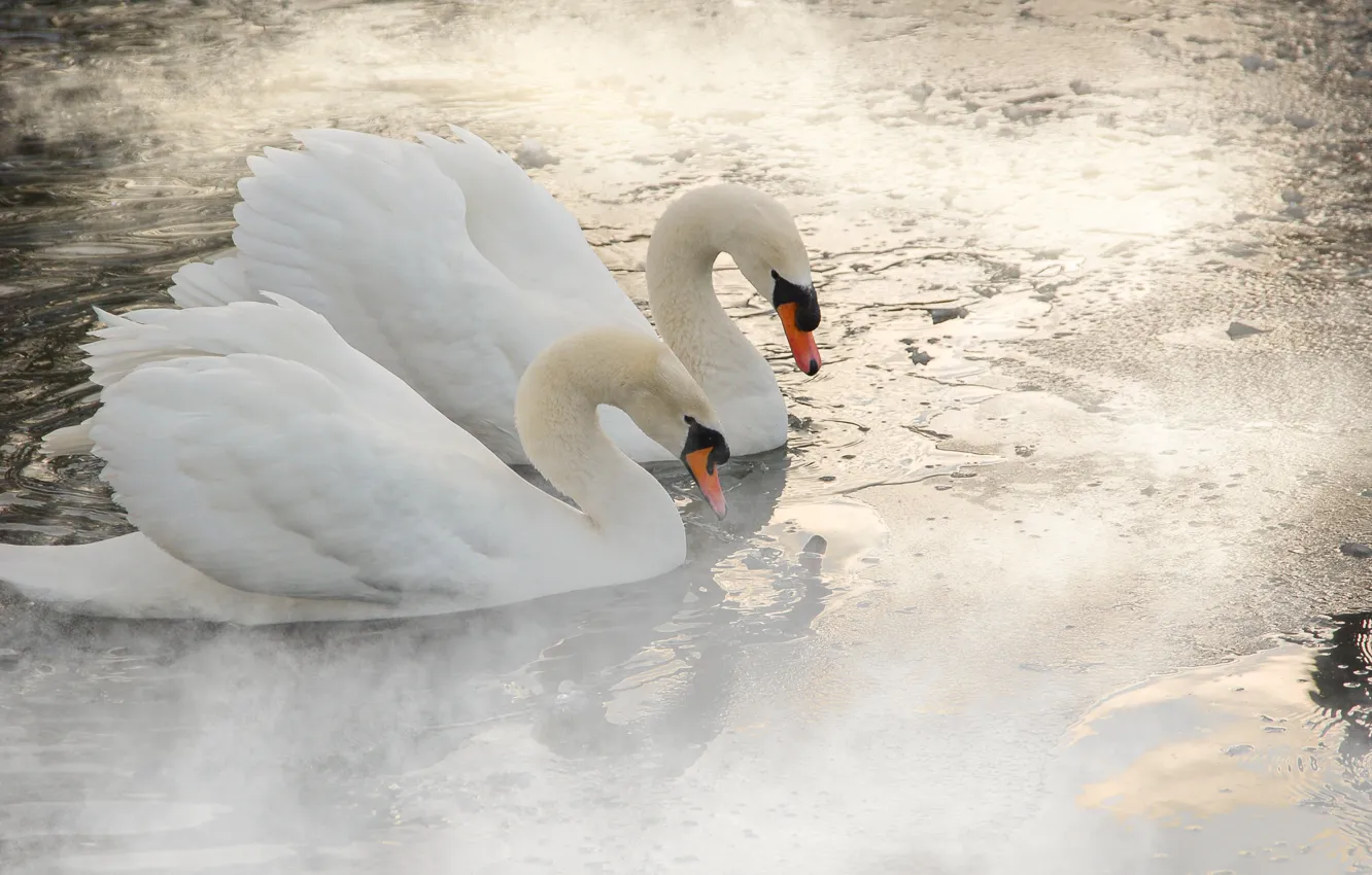 Photo wallpaper water, fog, bird, pair, haze, white, swans, pond
