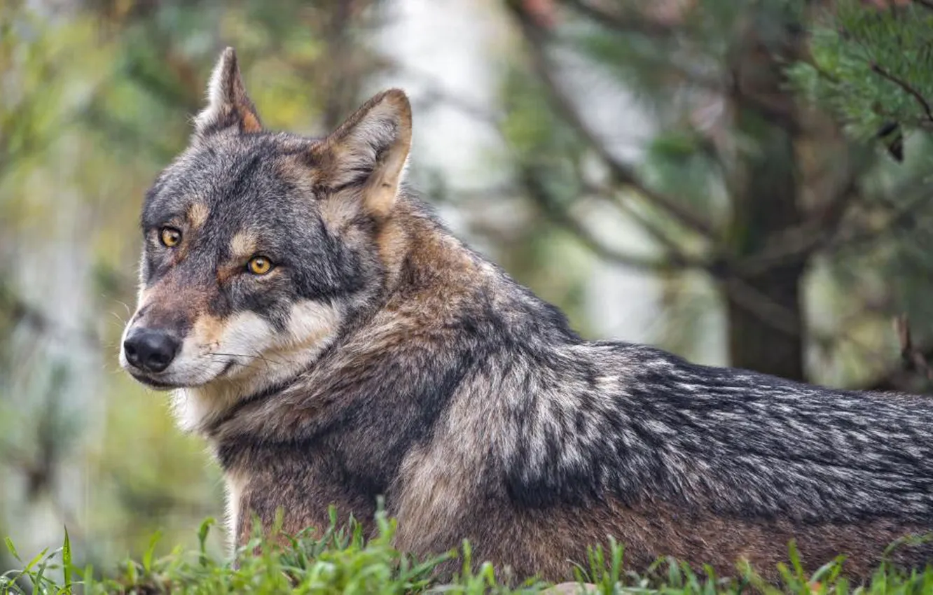 Photo wallpaper Predator, nature, animal, wolf, wildlife, portrait, portrait., red wolf