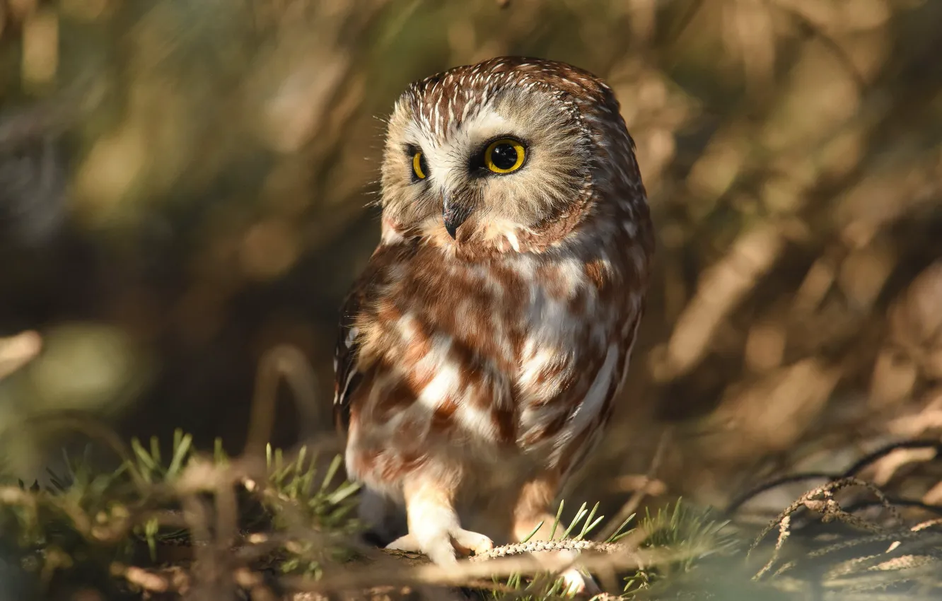 Photo wallpaper look, light, branches, background, owl, bird, blur, needles