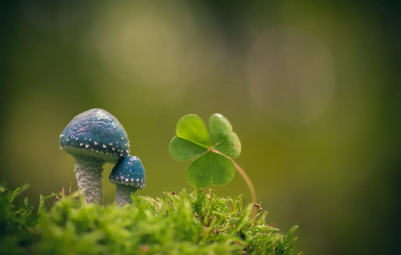 Photo wallpaper macro, background, mushrooms, moss, leaves, Oxalis, Stropharia blue-green