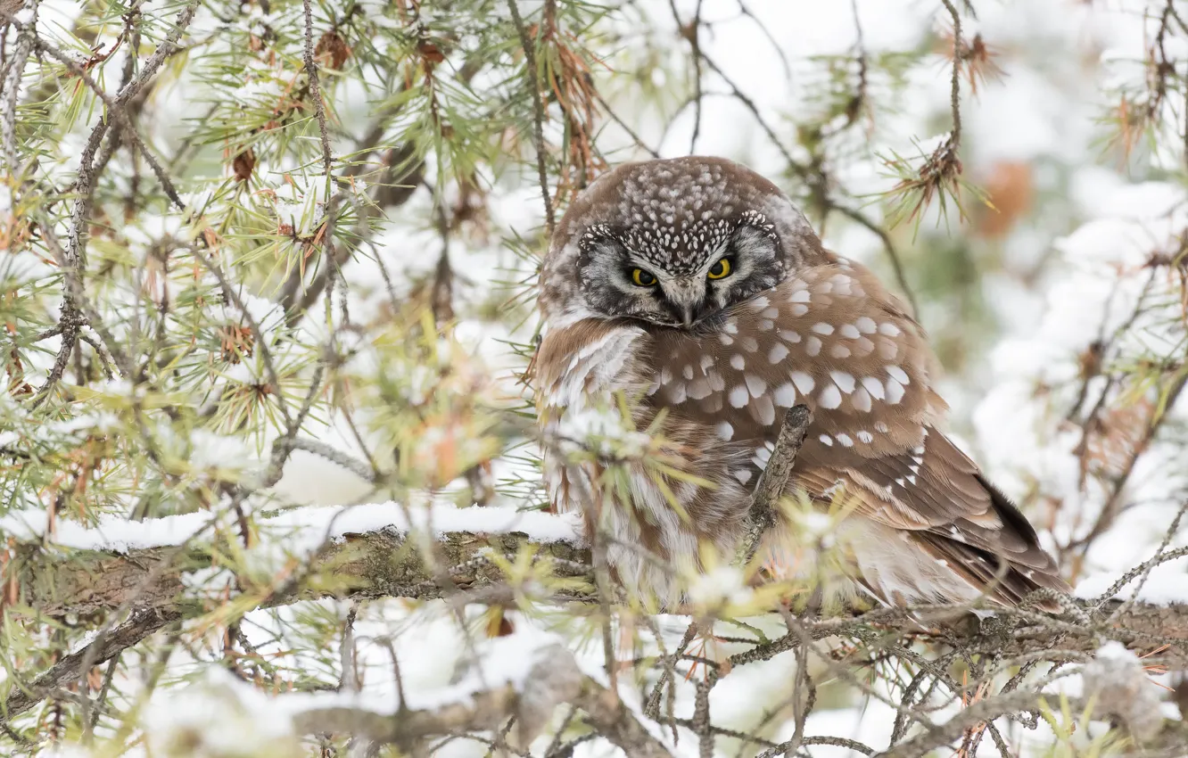 Photo wallpaper winter, snow, branches, owl, bird, needles, owl, sychik