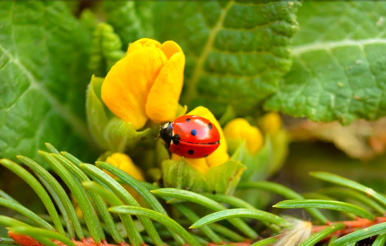 Photo wallpaper ladybug, Flowers, Flowers