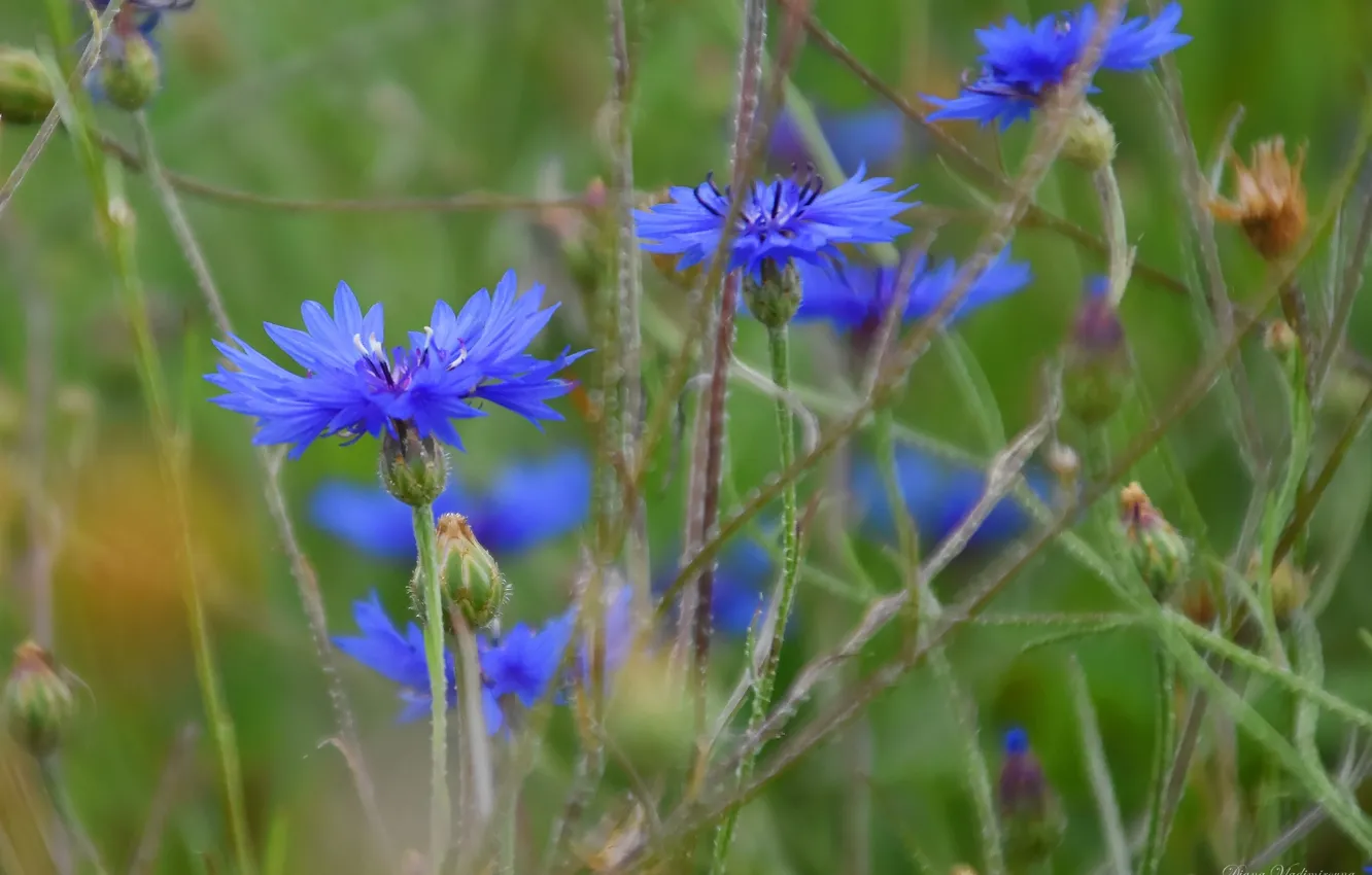 Photo wallpaper summer, flowers, nature, cornflowers