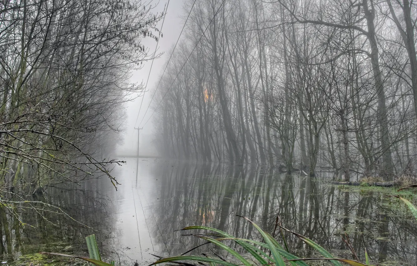 Photo wallpaper forest, fog, power lines