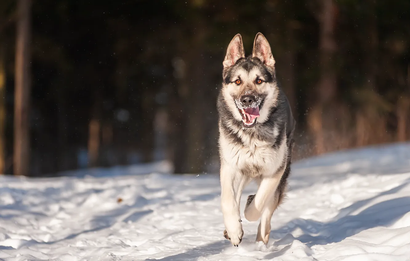Photo wallpaper snow, dog, shepherd, winter forest, veo