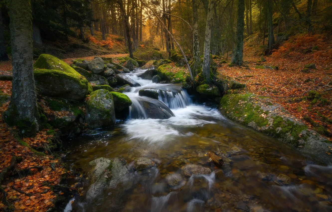 Photo wallpaper autumn, forest, trees, nature, stones, for, foliage, waterfall