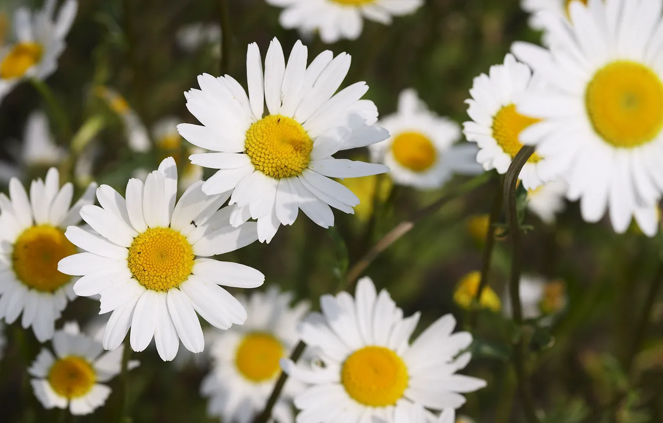 Photo wallpaper chamomile, a lot, white