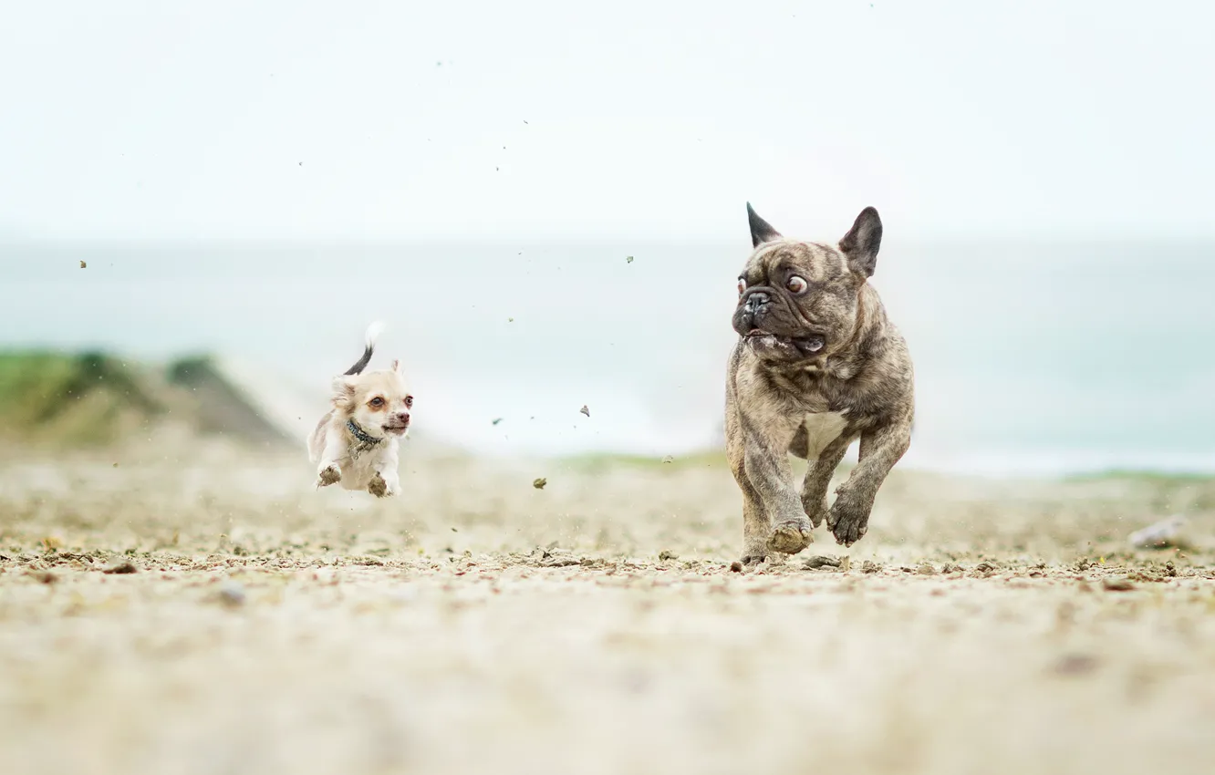 Photo wallpaper dogs, Chihuahua, French bulldog, catch-up, the horror in the eyes