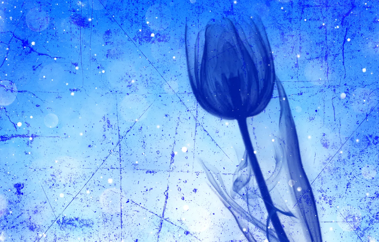 Photo wallpaper flowers, stem, tulips, touch