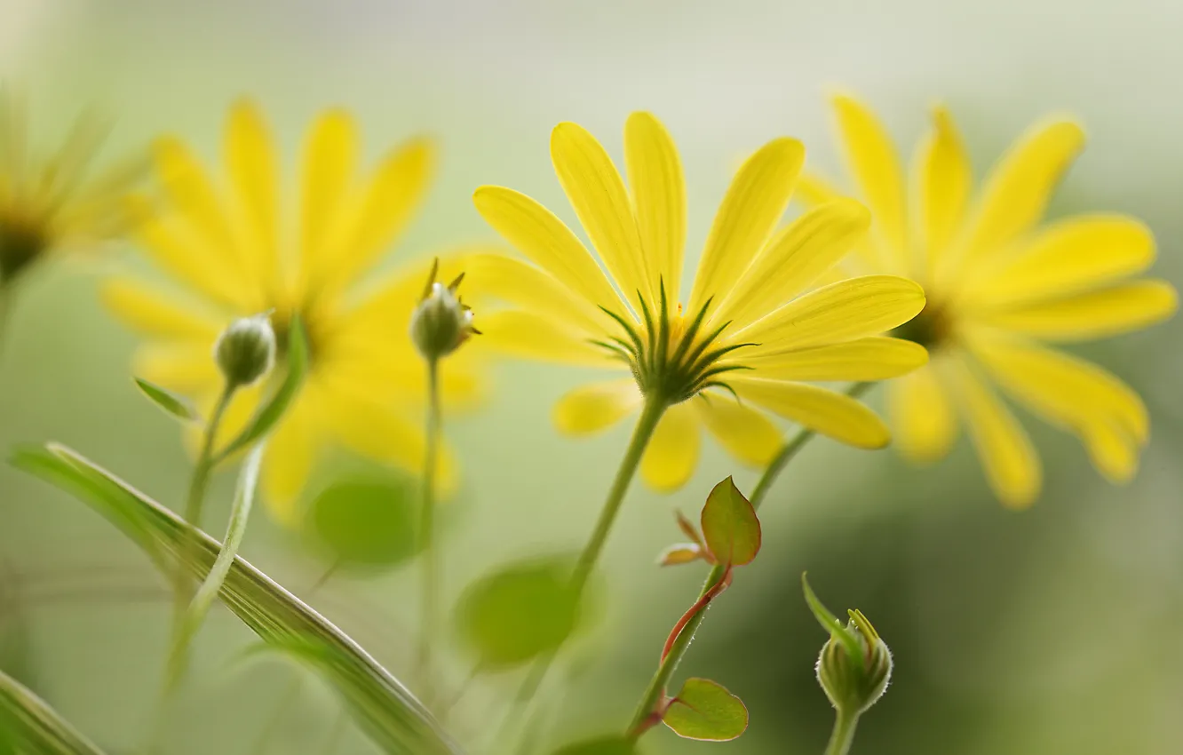 Photo wallpaper flowers, background, yellow, petals, buds