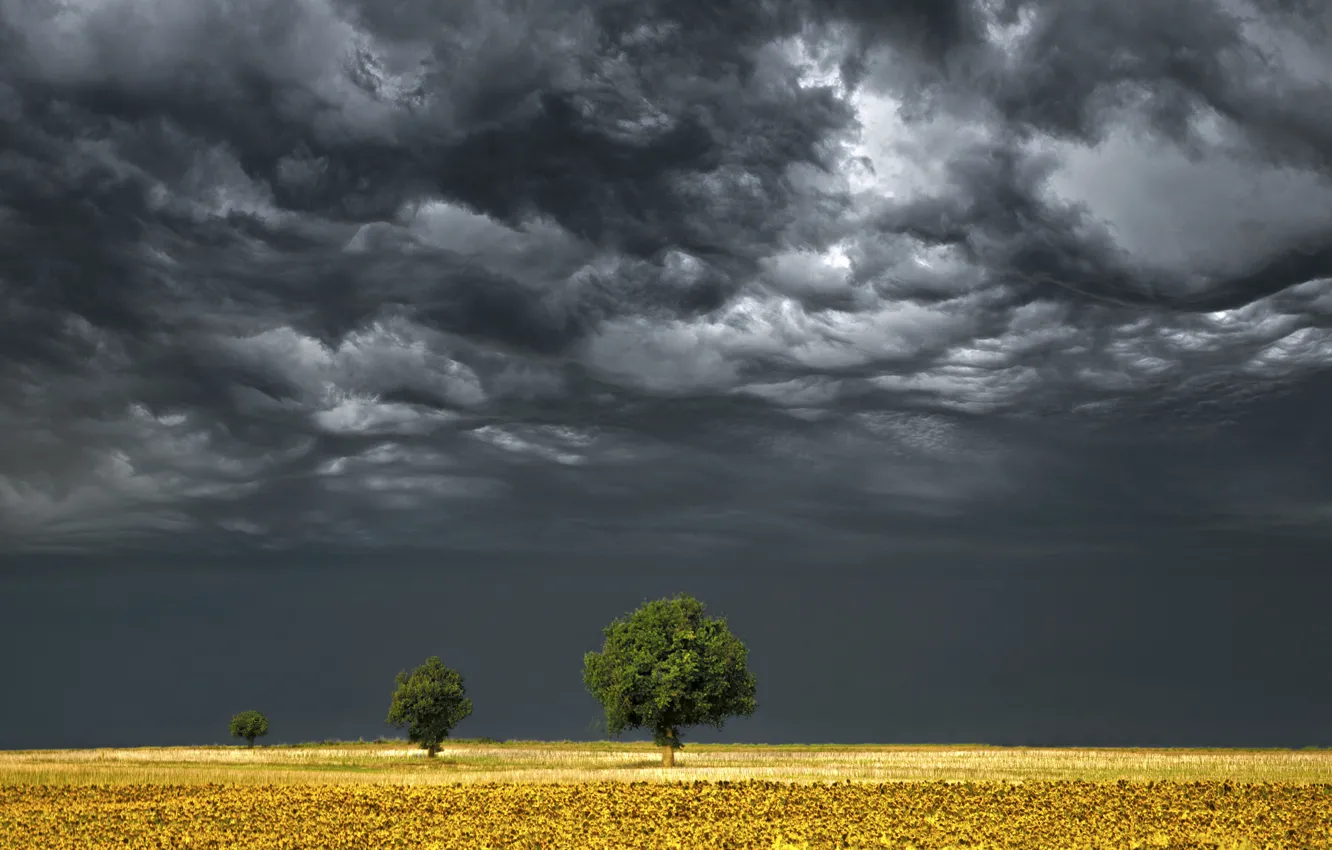 Photo wallpaper field, trees, storm, horizon, gray clouds