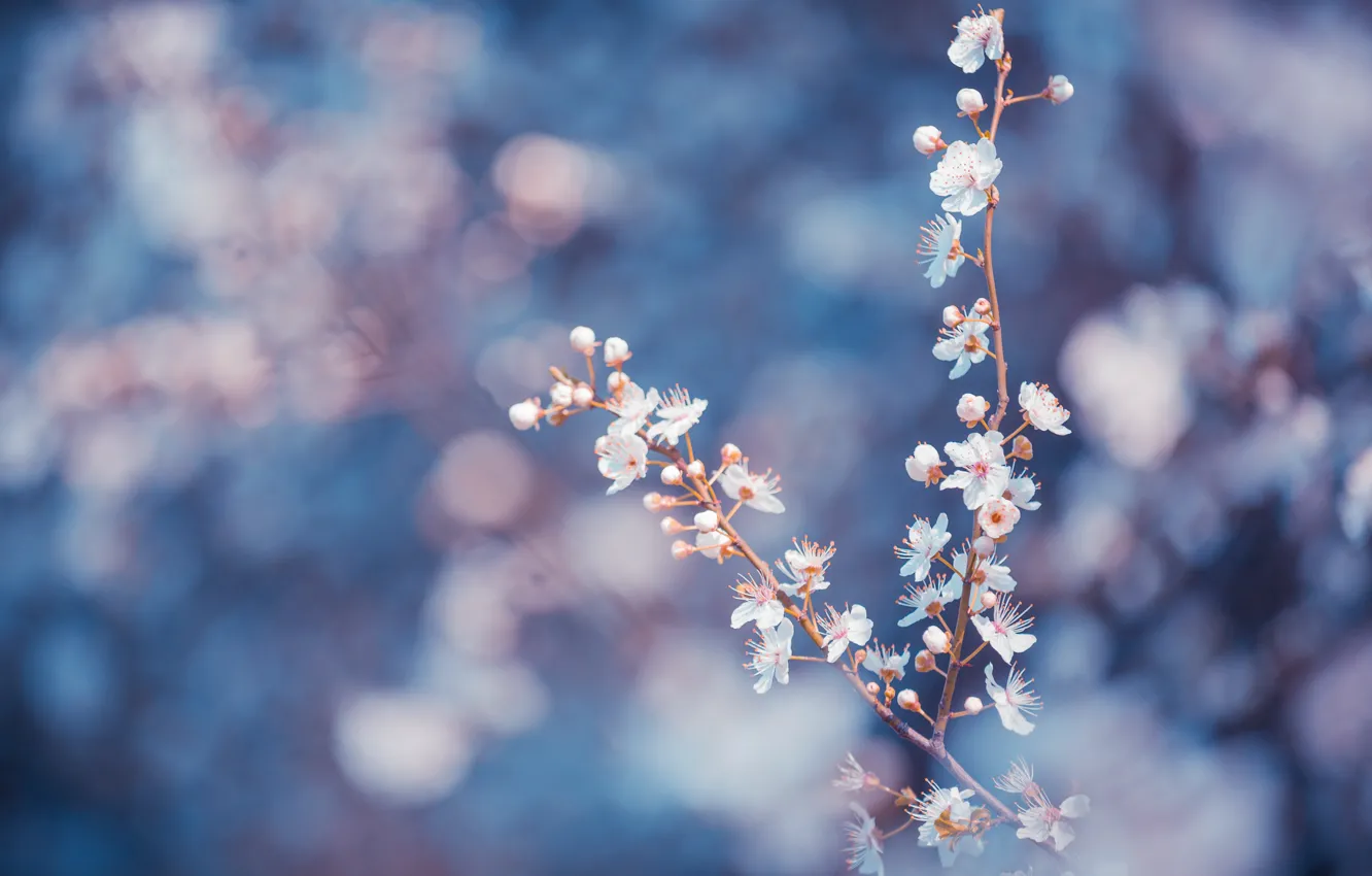 Photo wallpaper macro, flowers, branches, blue, background, petals, Trees, blur