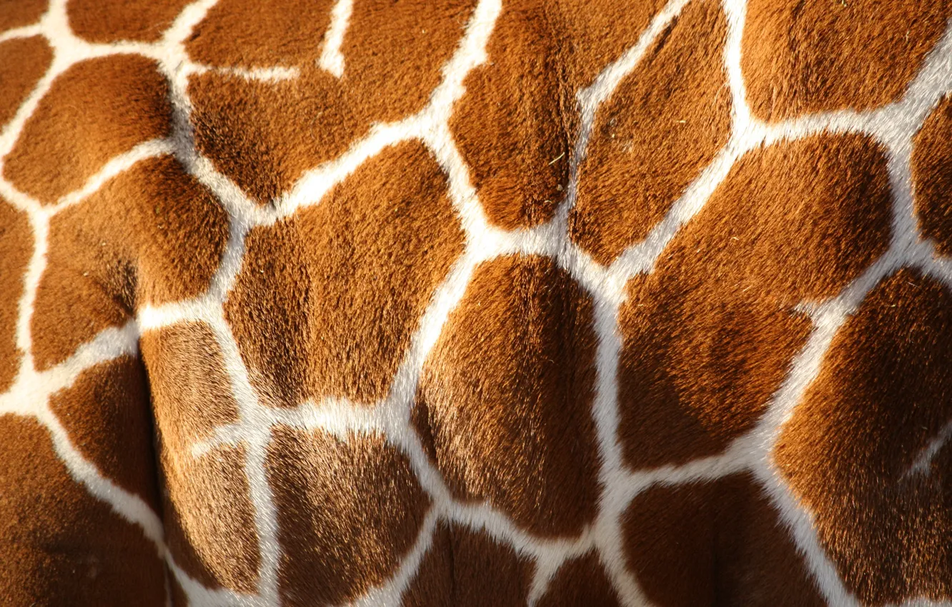 Photo wallpaper white, pattern, color, giraffe, Brown, skin