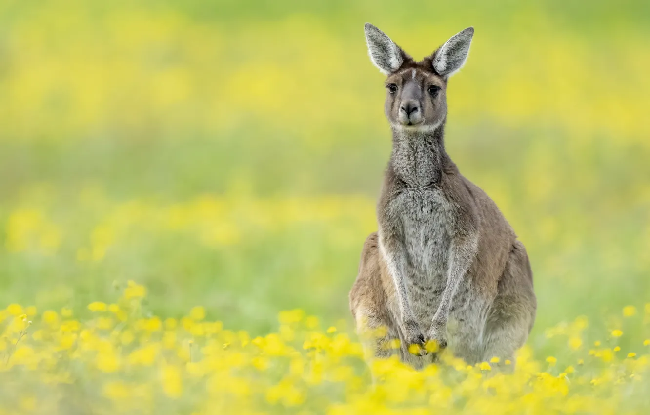 Photo wallpaper summer, nature, kangaroo