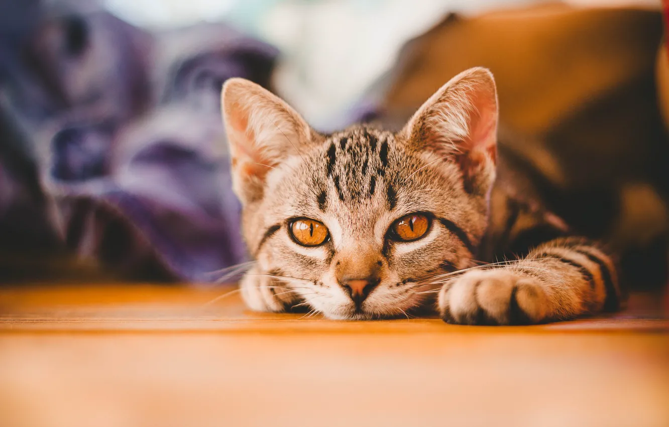 Photo wallpaper cat, look, muzzle, kitty