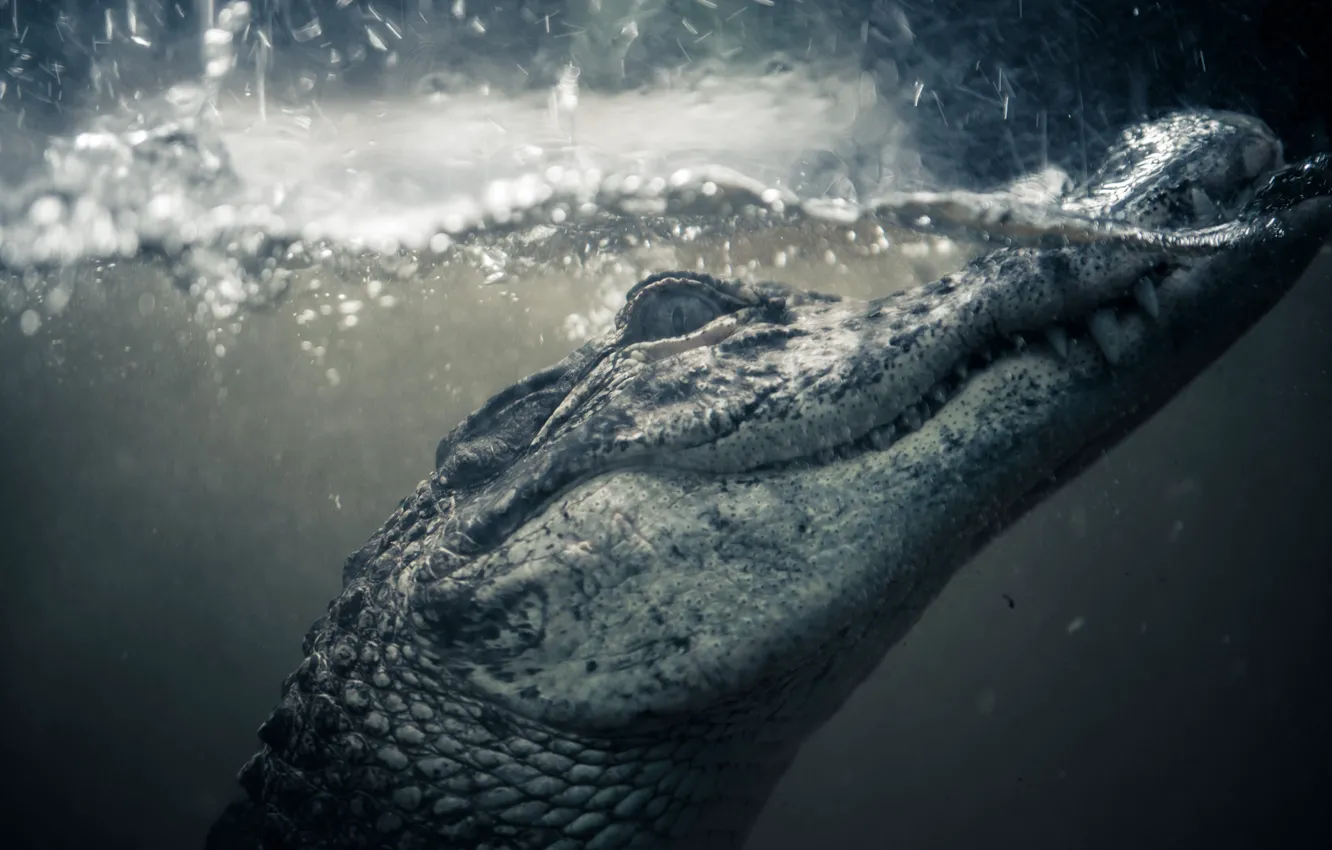 Photo wallpaper nature, background, crocodile