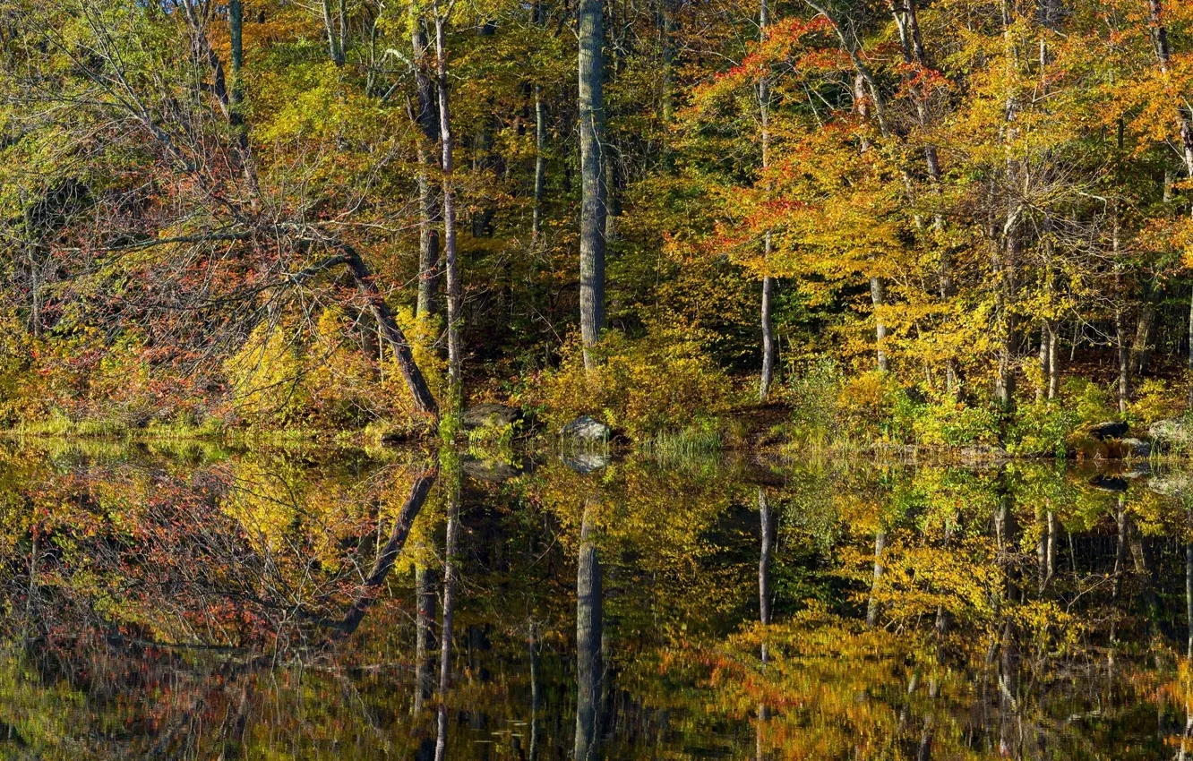 Photo wallpaper autumn, forest, trees