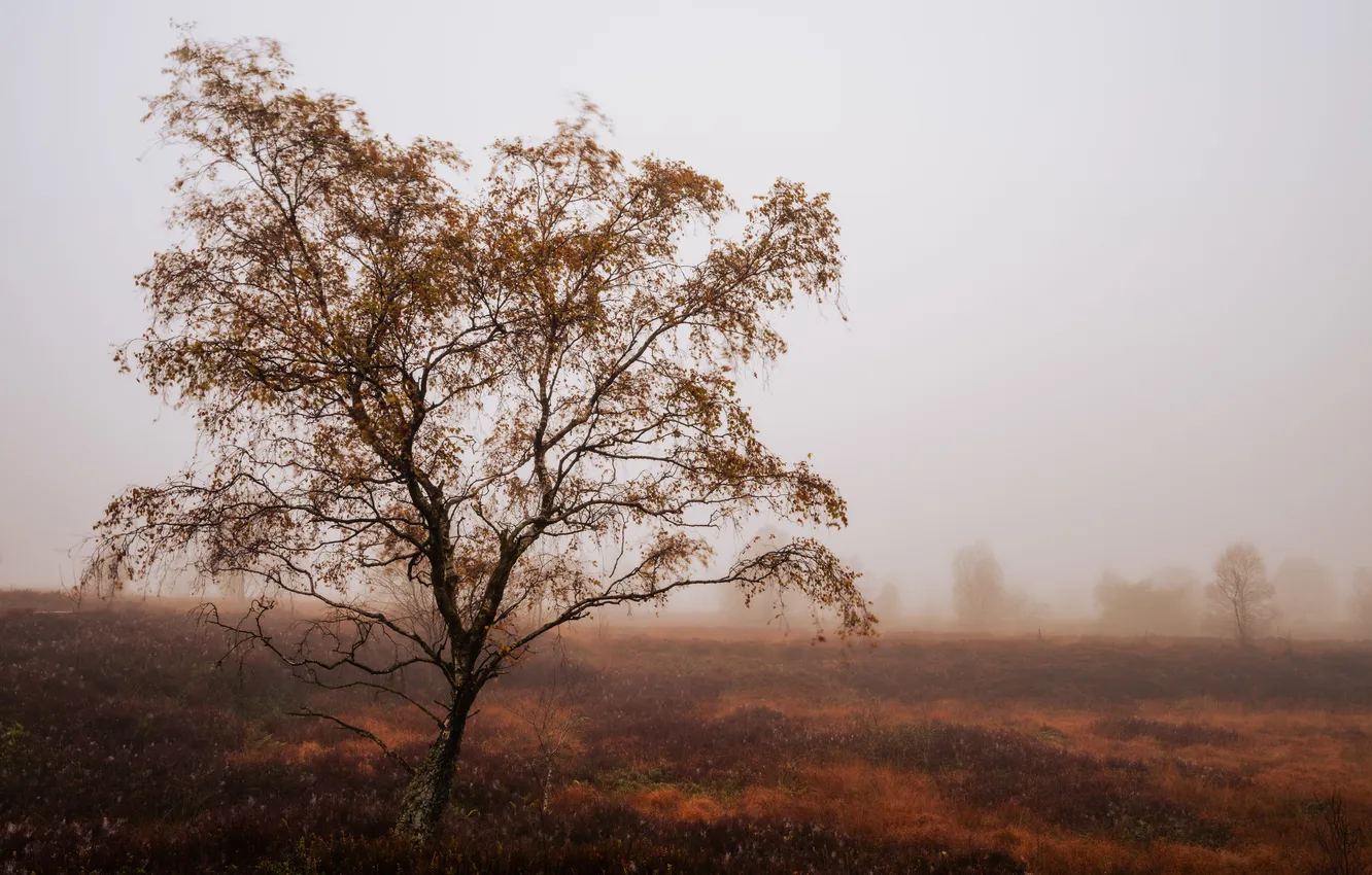 Photo wallpaper autumn, trees, fog
