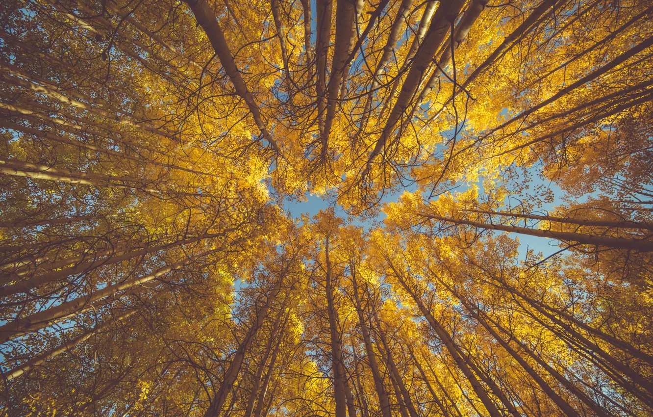 Photo wallpaper autumn, the sky, leaves, aspen