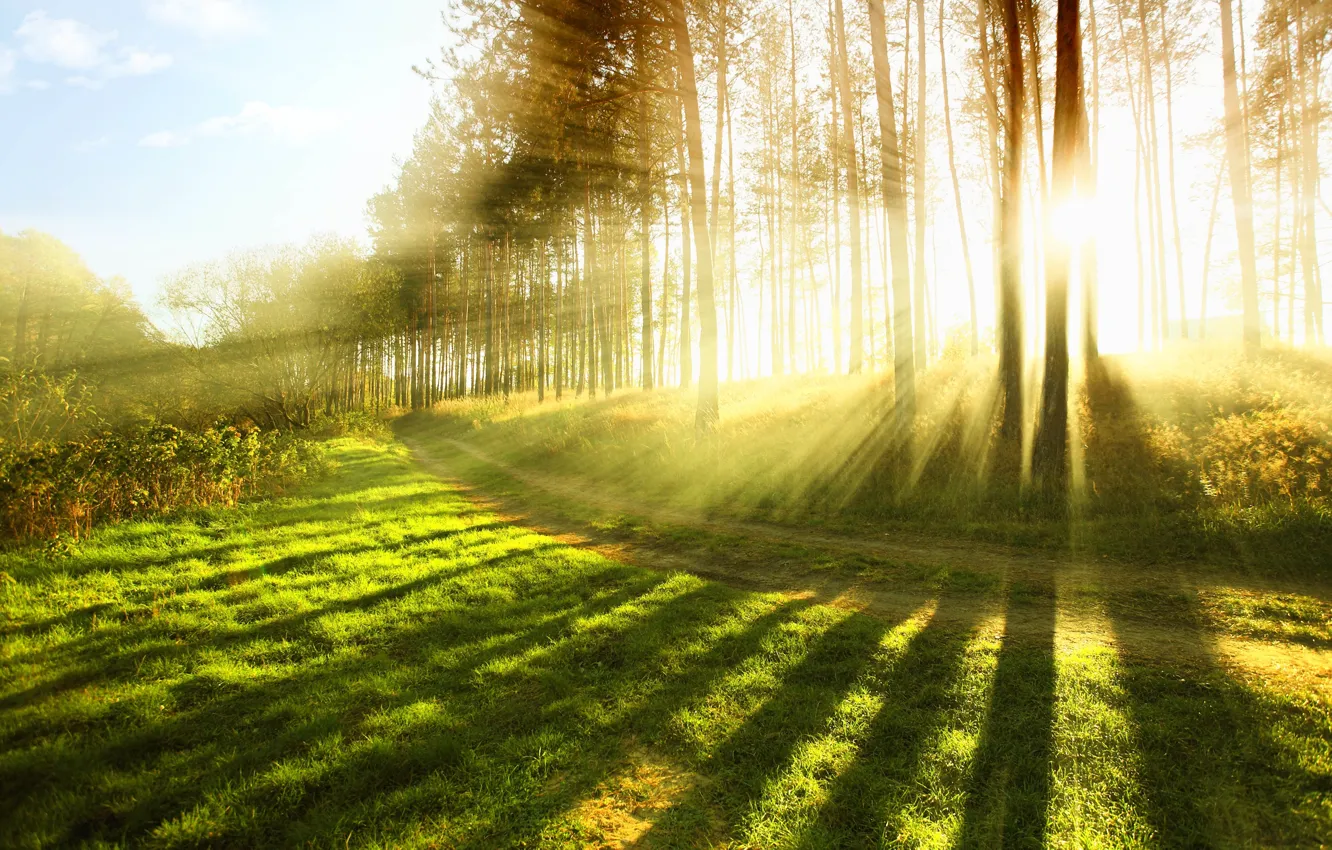 Photo wallpaper forest, summer, grass, the sun, rays, light, trees, nature