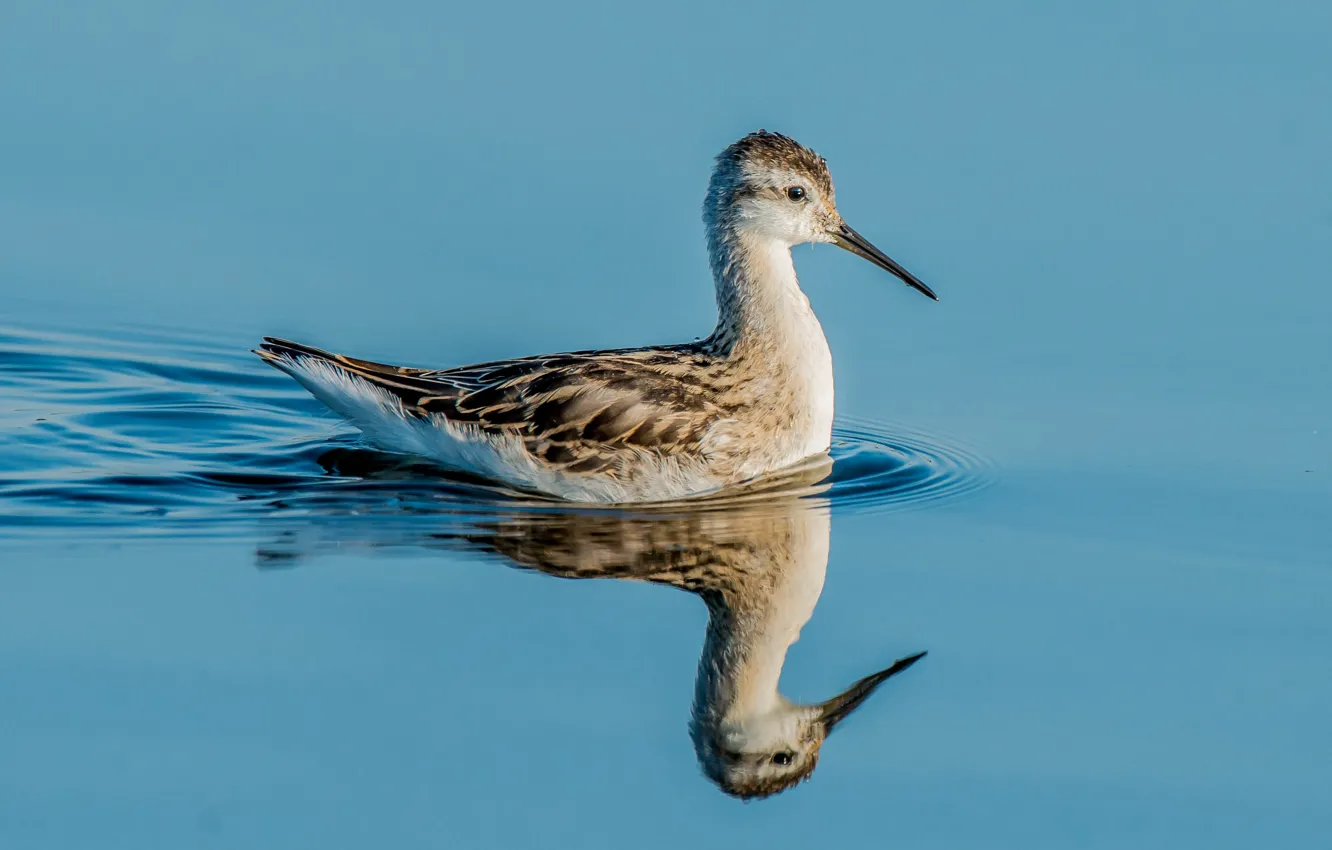 Photo wallpaper eyes, lake, reflection, bird, beak, mirror
