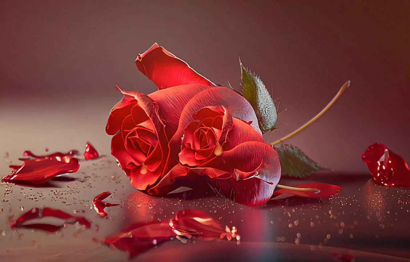 Photo wallpaper roses, petals, buds